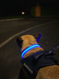 LED Night Collar - Blue