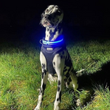 LED Night Collar - Blue
