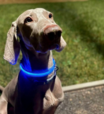 LED Night Collar - Blue