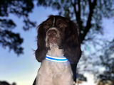 LED Night Collar - Blue