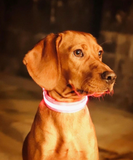 LED Night Collar - Pink