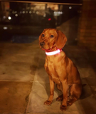 LED Night Collar - Pink