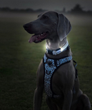 LED Night Collar - White