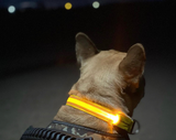 LED Night Collar - Yellow