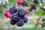 Rabbit & Blackberry