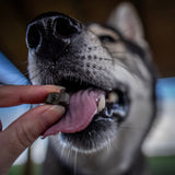 Turkey Dental Bites